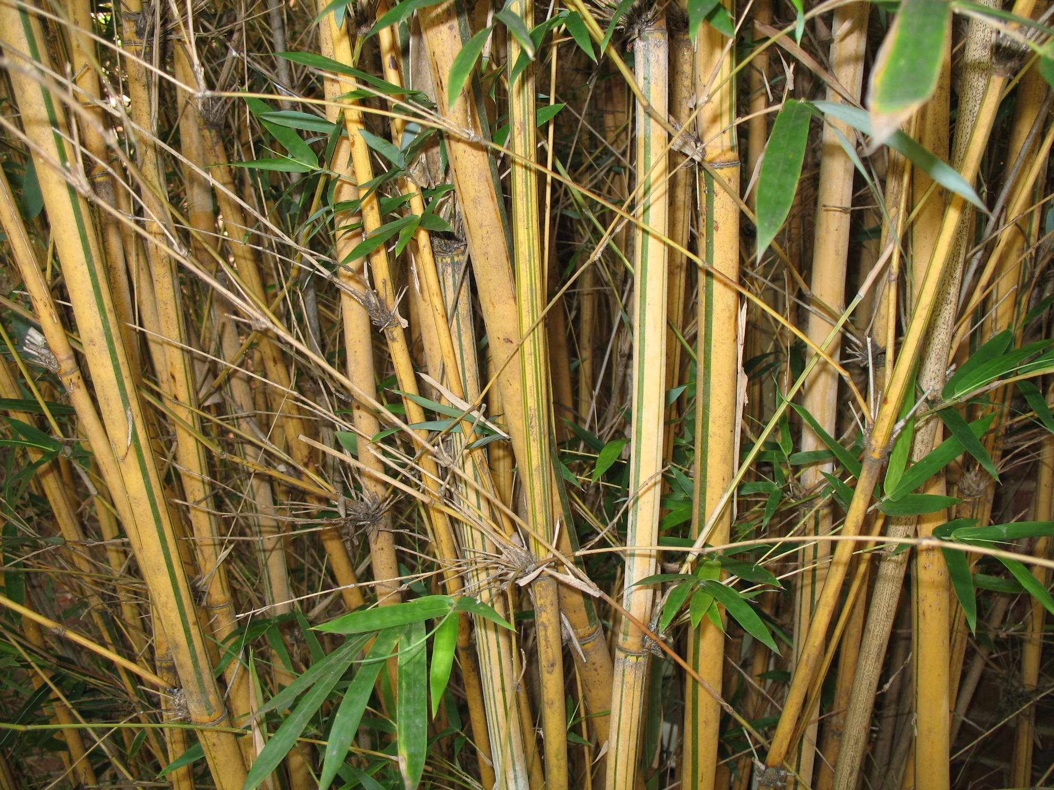 Bambusa multiplex 'Alphonse Karr'  / Alphonse Karr Hedge Bamboo