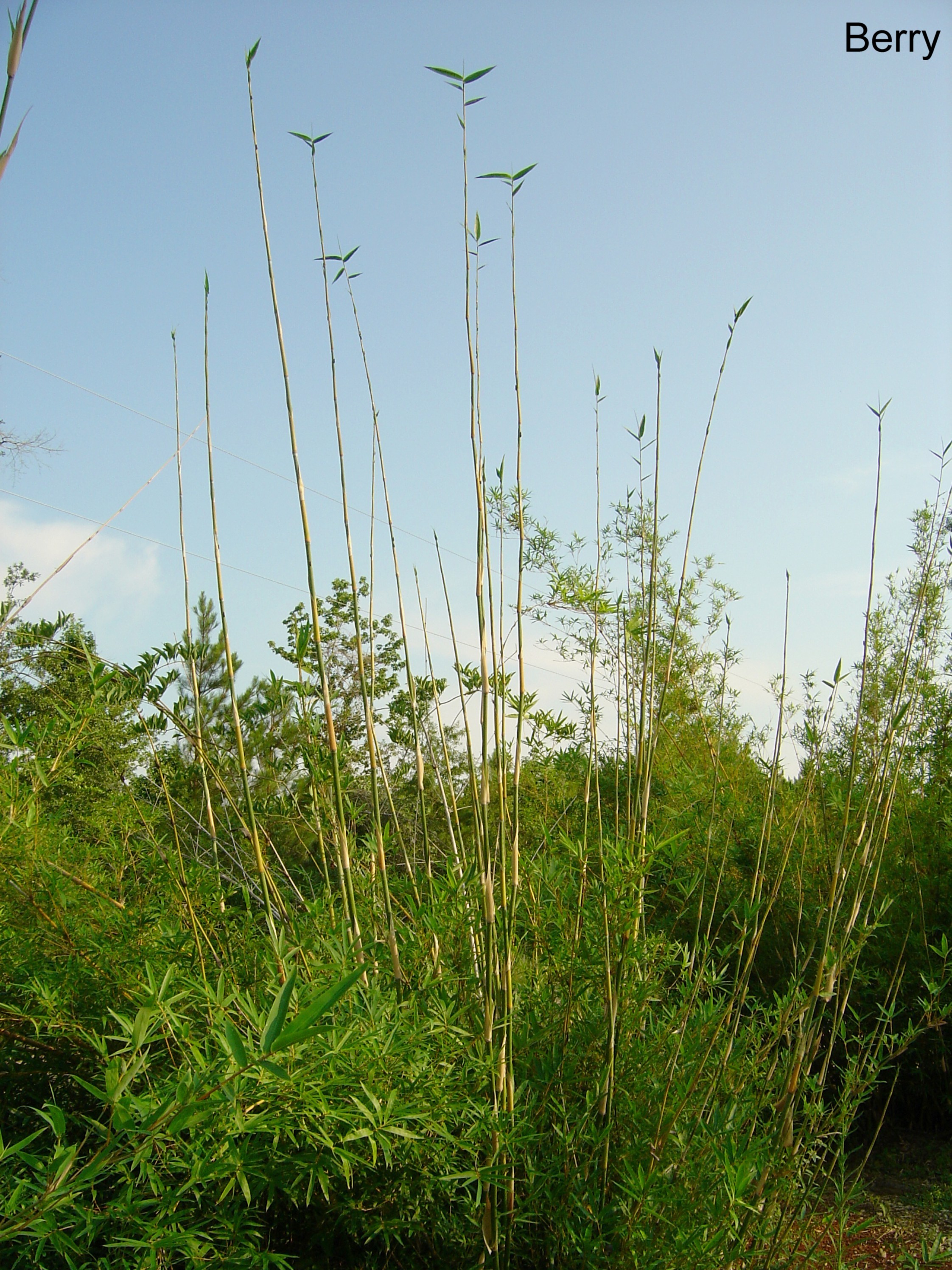 Bambusa multiplex 'Green Hedge'   / Green Hedge Bamboo