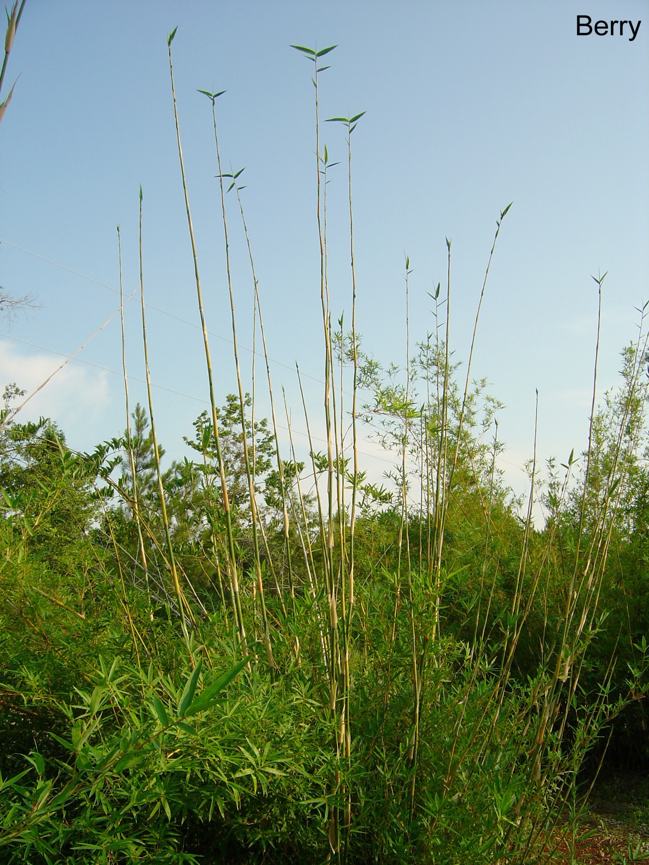 Bambusa multiplex 'Green Hedge'   / Bambusa multiplex 'Green Hedge'  