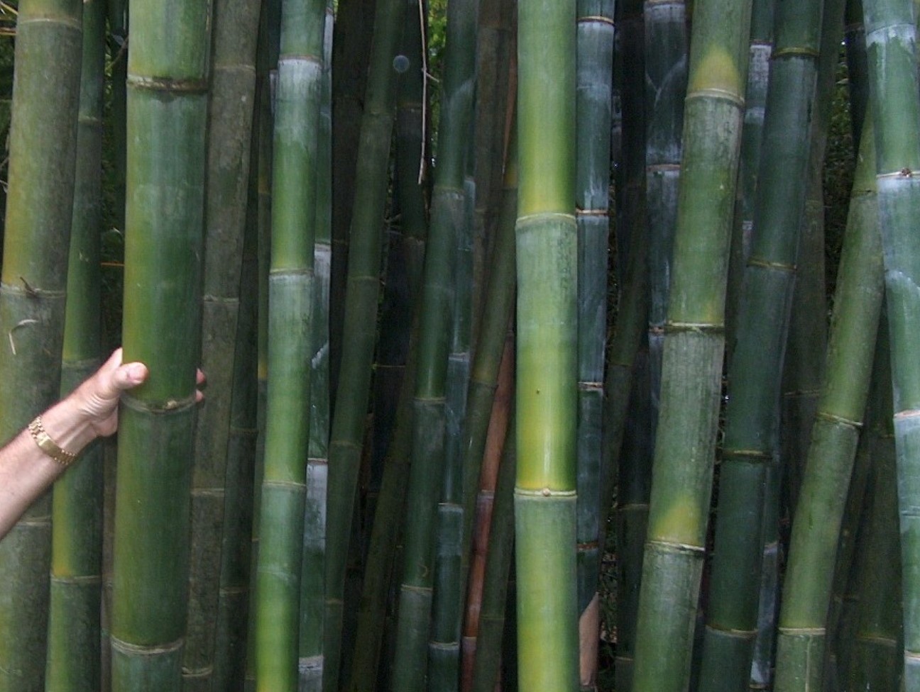 Bambusa oldhamii   / Giant Timber Bamboo