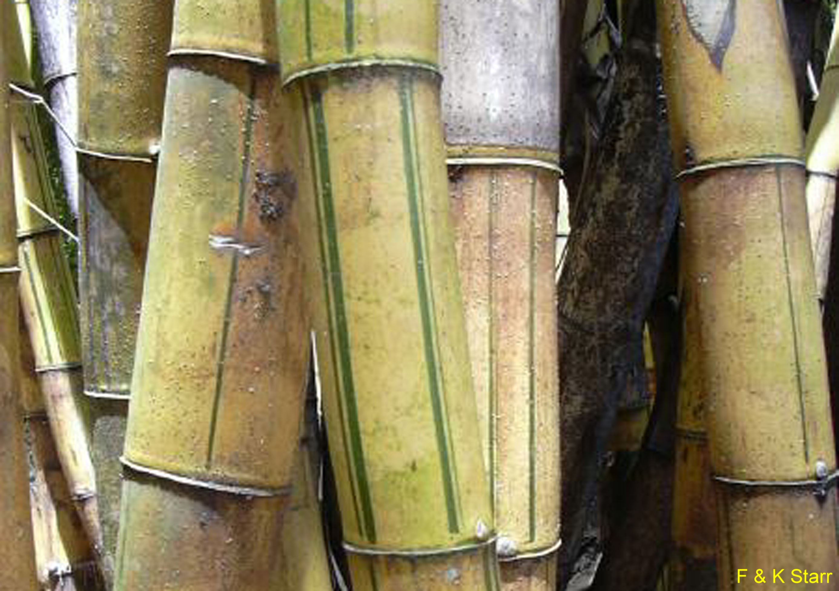 Bambusa vulgaris / Common Bamboo