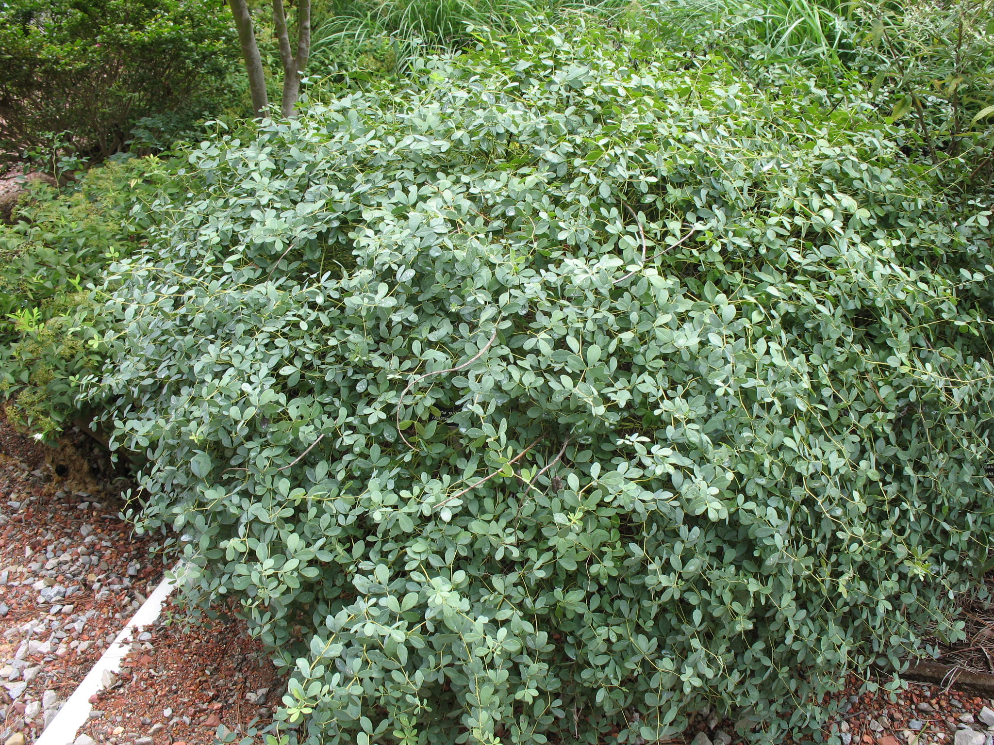 Baptisia 'Purple Smoke'   / Hybrid Wild Indigo