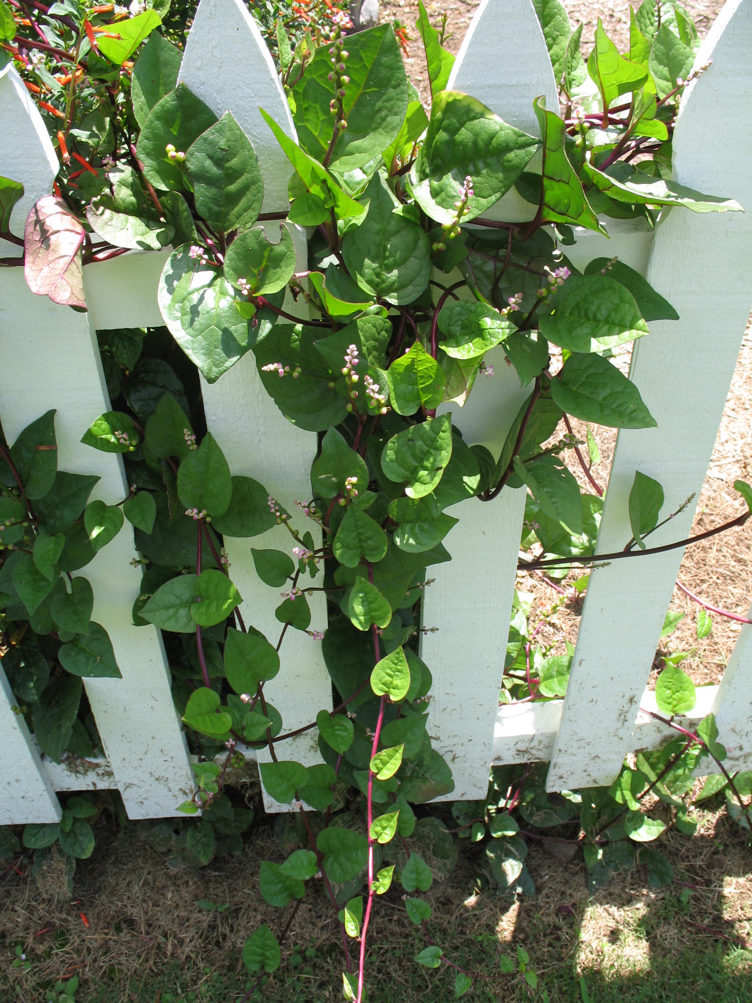 Basella rubra   / Malabar Spinach