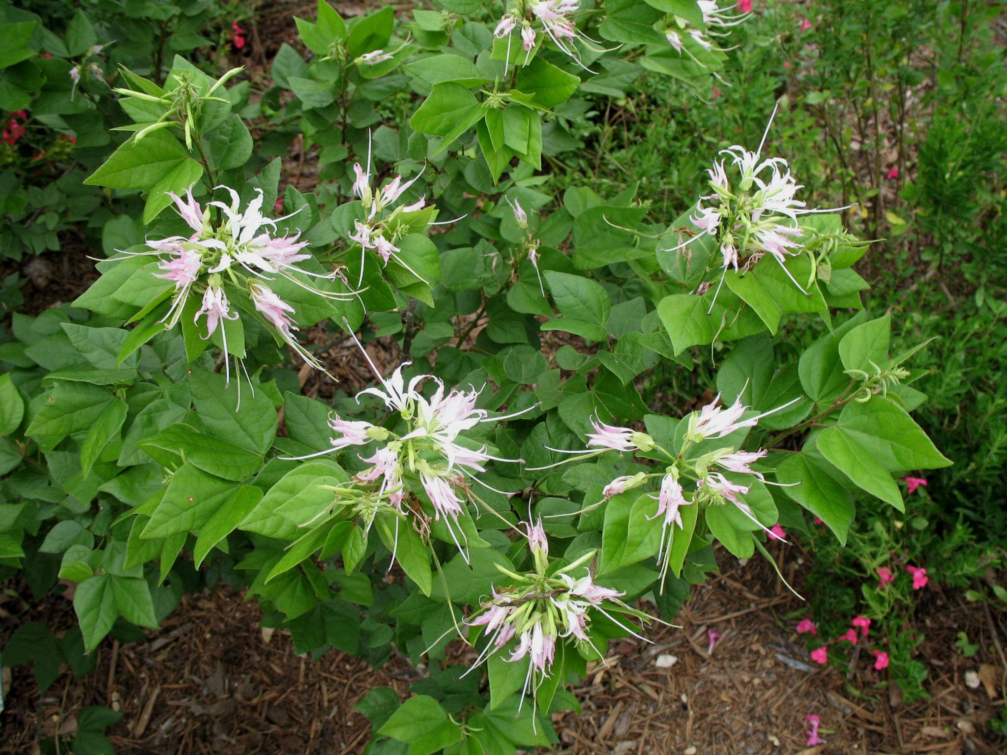 Bauhinia lunarioides  / Anacacho Orchid Tree