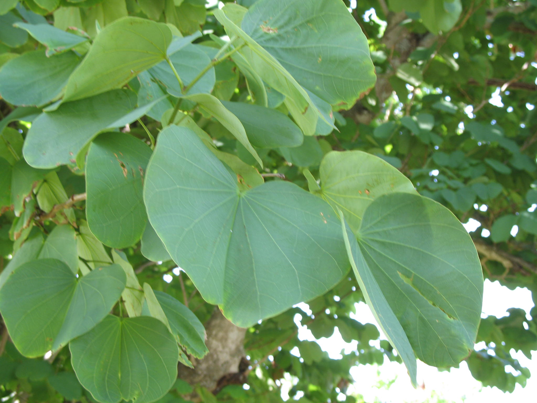 Bauhinia 'Candida' / Bauhinia 'Candida'