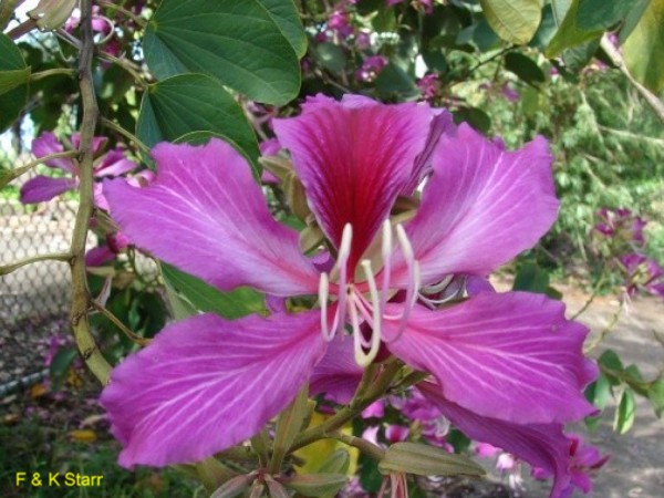 Bauhinia x blakeana / Hong Kong Orchid Tree