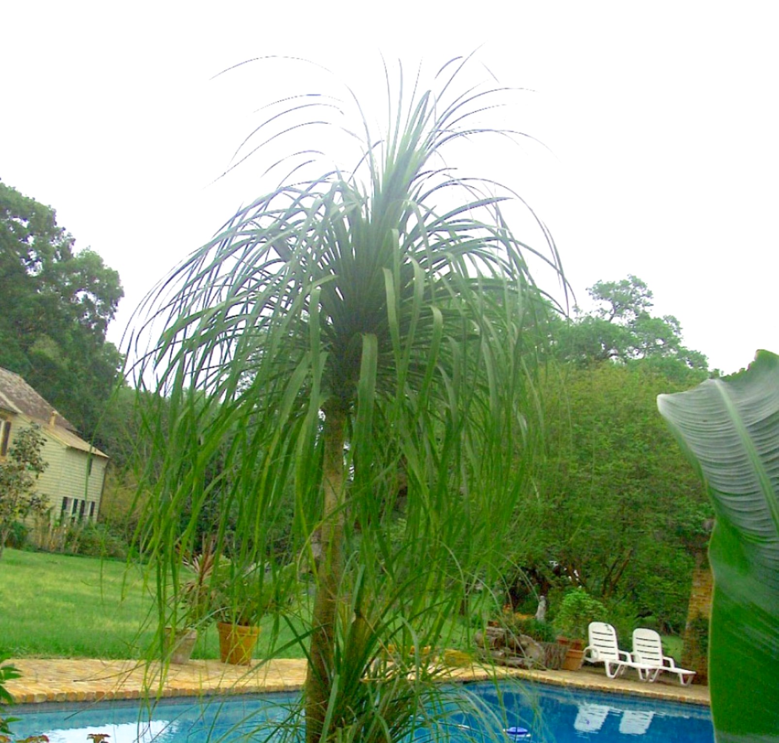 Beaucarnea recurvata  / Ponytail Palm