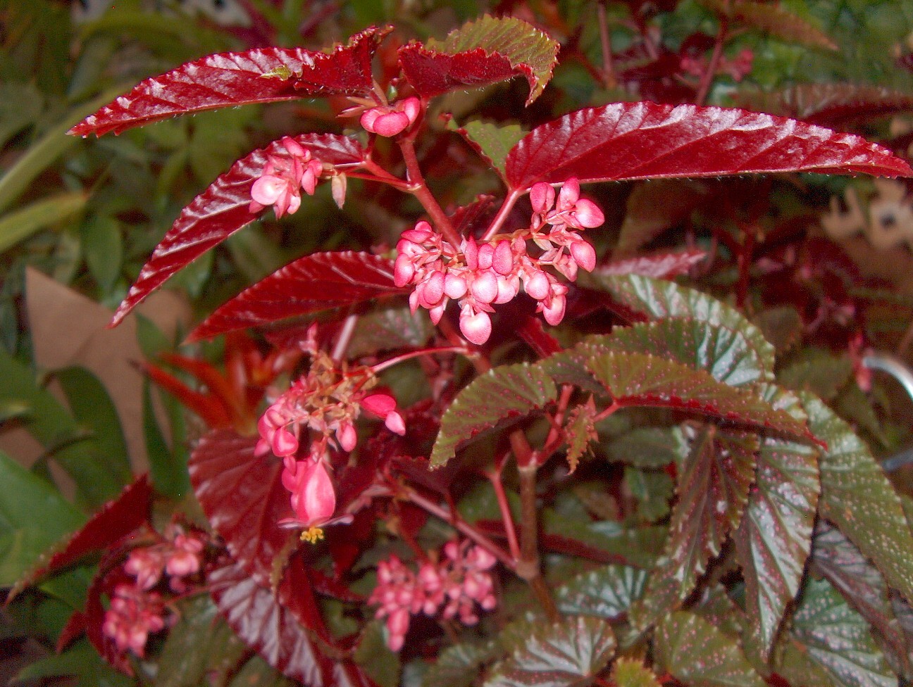 Begonia 'Bingo' / Bingo Begonia