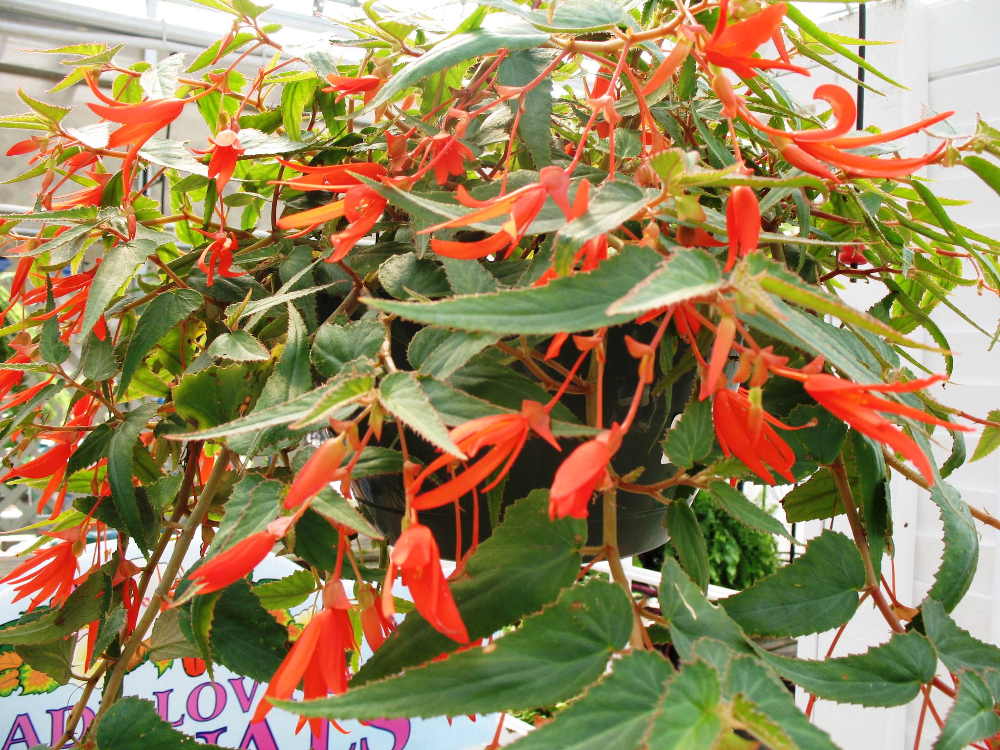 Begonia 'Bonfire'  / Begonia 'Bonfire' 