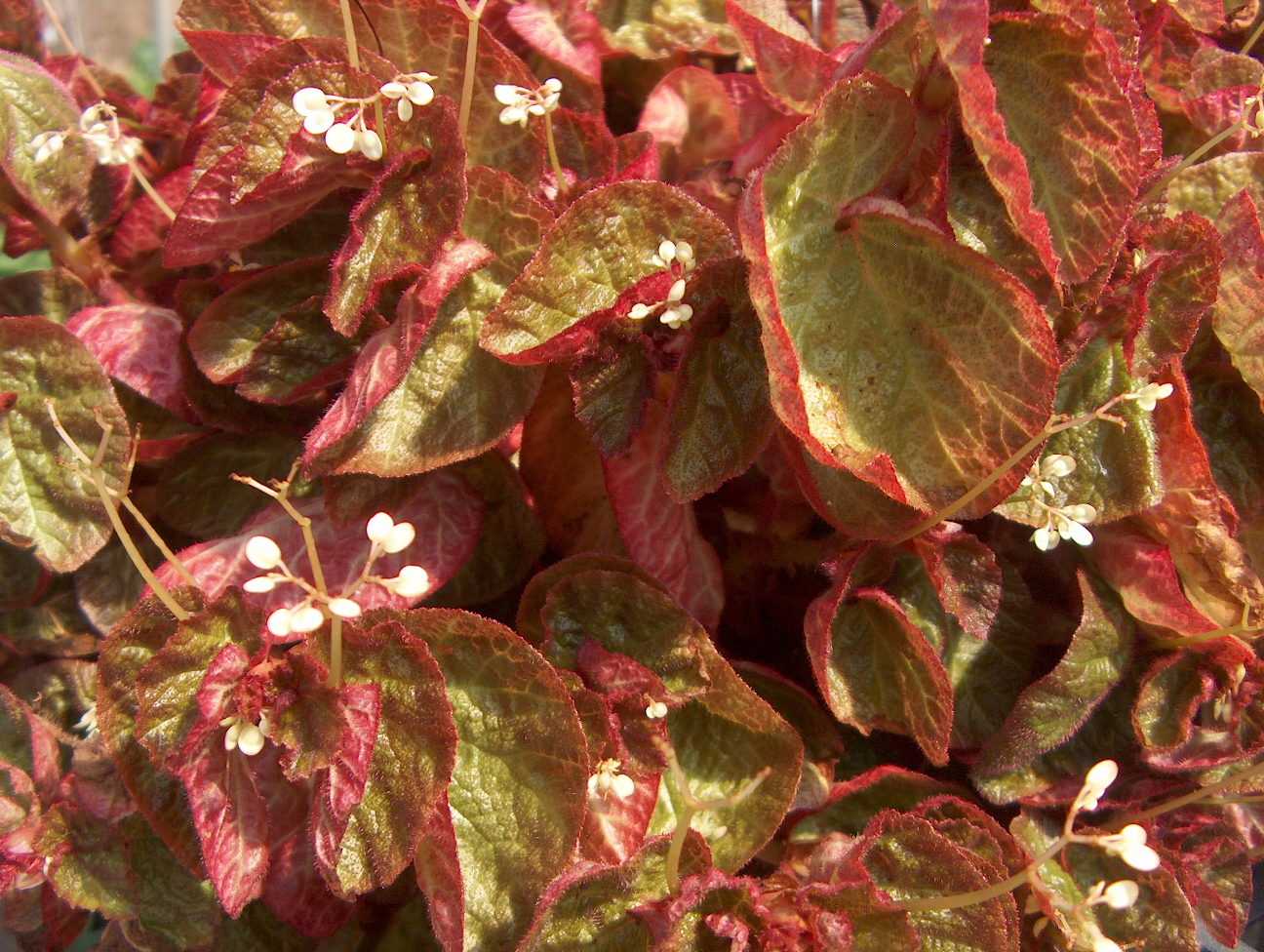 Begonia 'Bonita Shea' / Bonita Shea Begonia