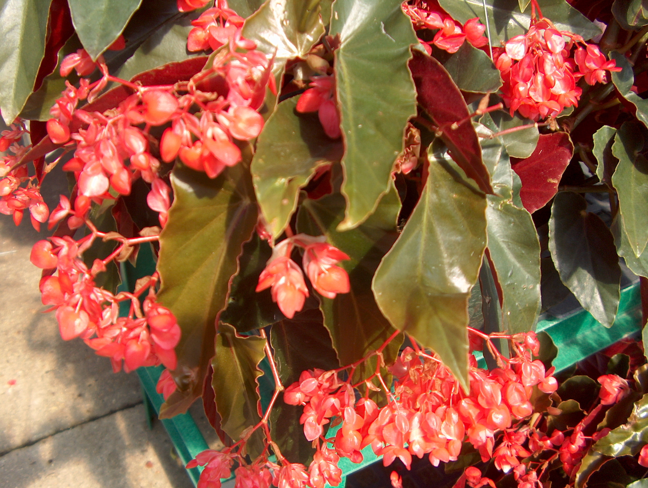 Begonia 'Dragon Wing Red' / Begonia 'Dragon Wing Red'