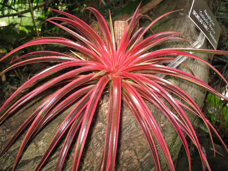 Bromeliad species / Bromeliads