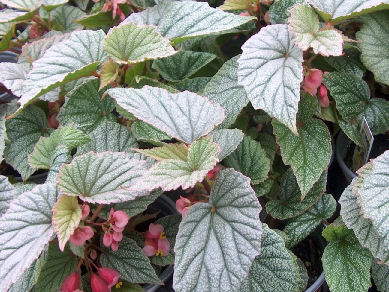 Begonia coccinea 'Sinbad' / Sinbad Begonia