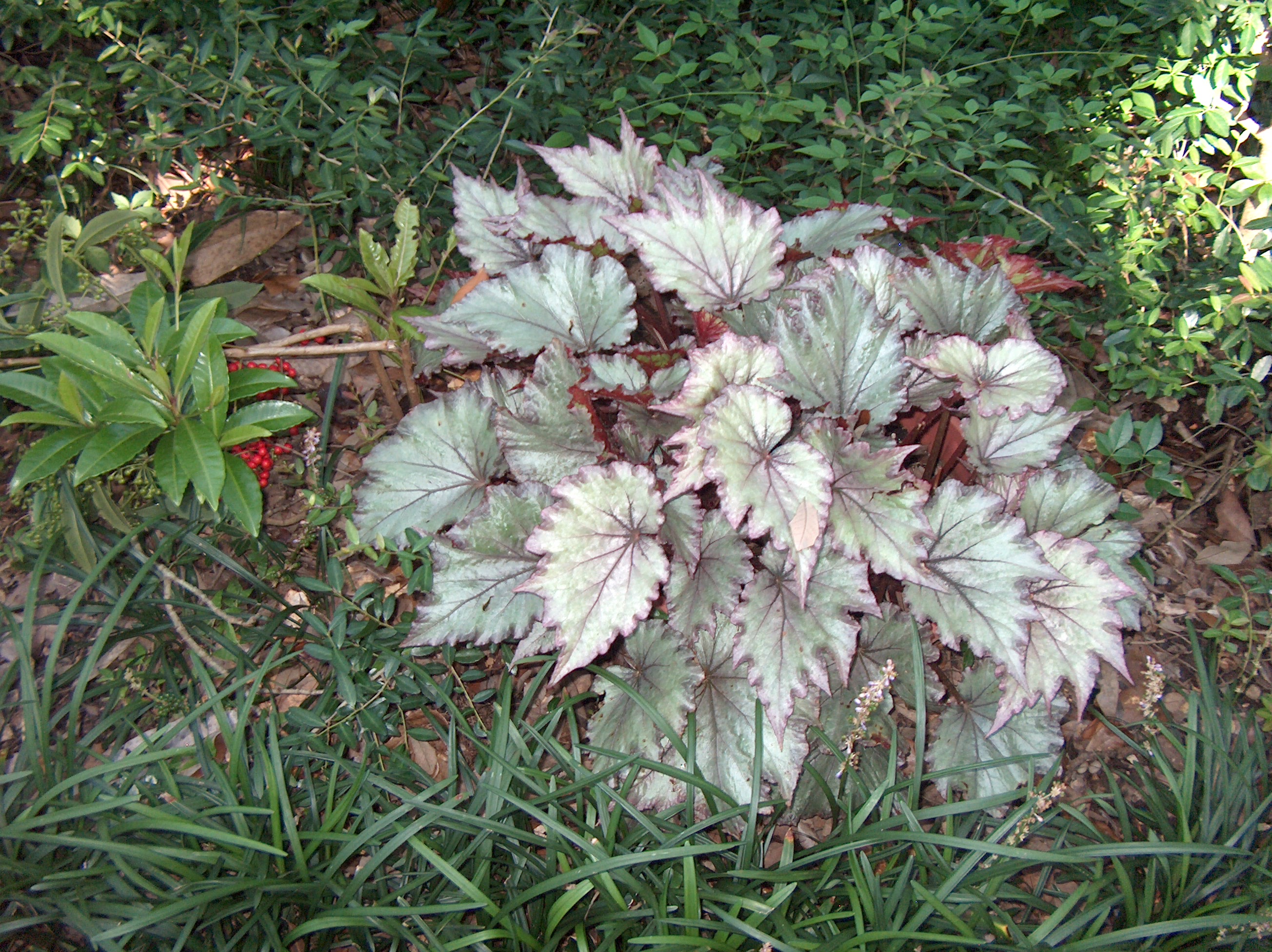 Begonia rex-cultorum / Rex Begonia