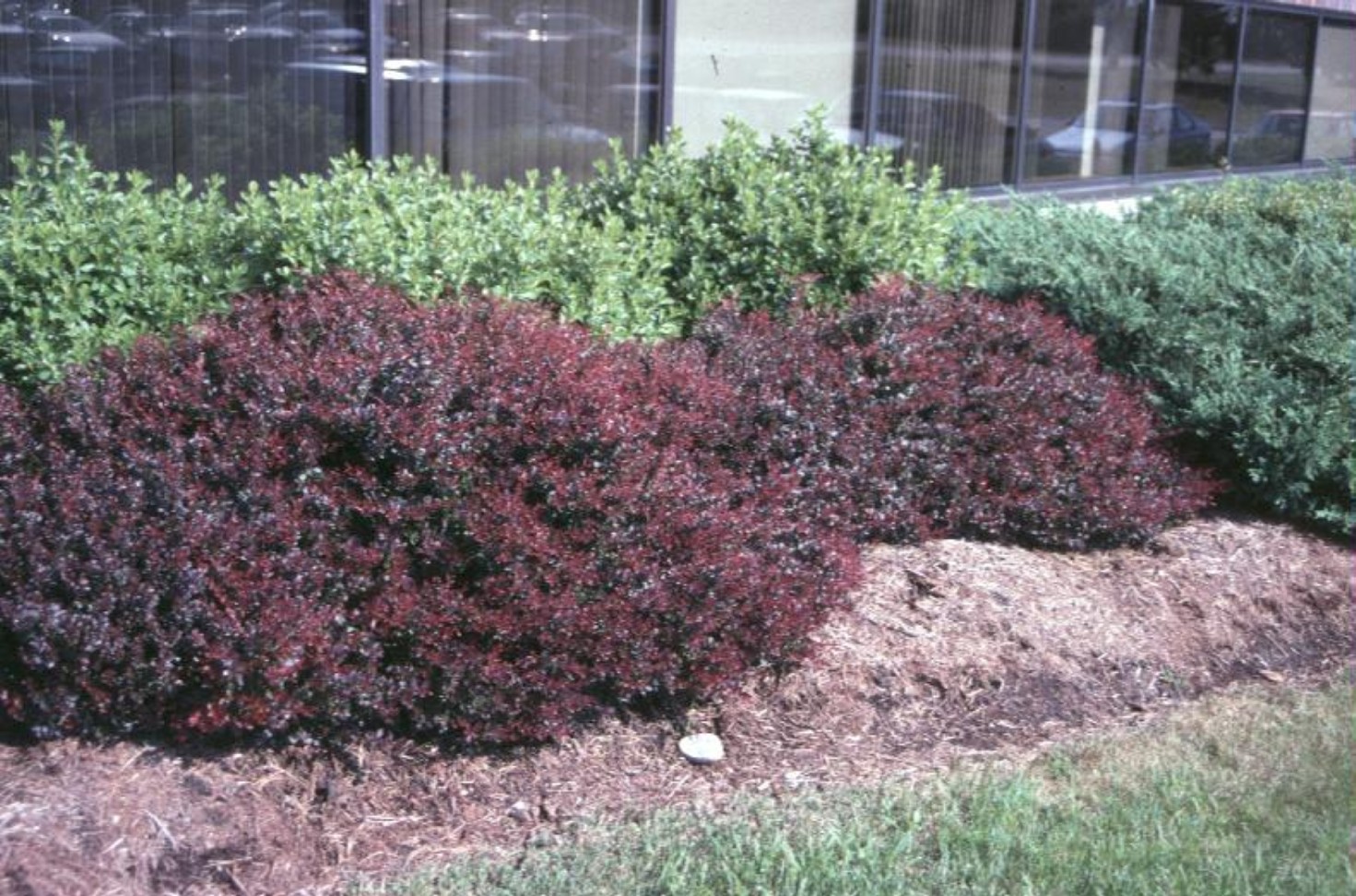 Berberis thunbergii var. atropurpurea'  / Purple Leaf Japanese Barberry