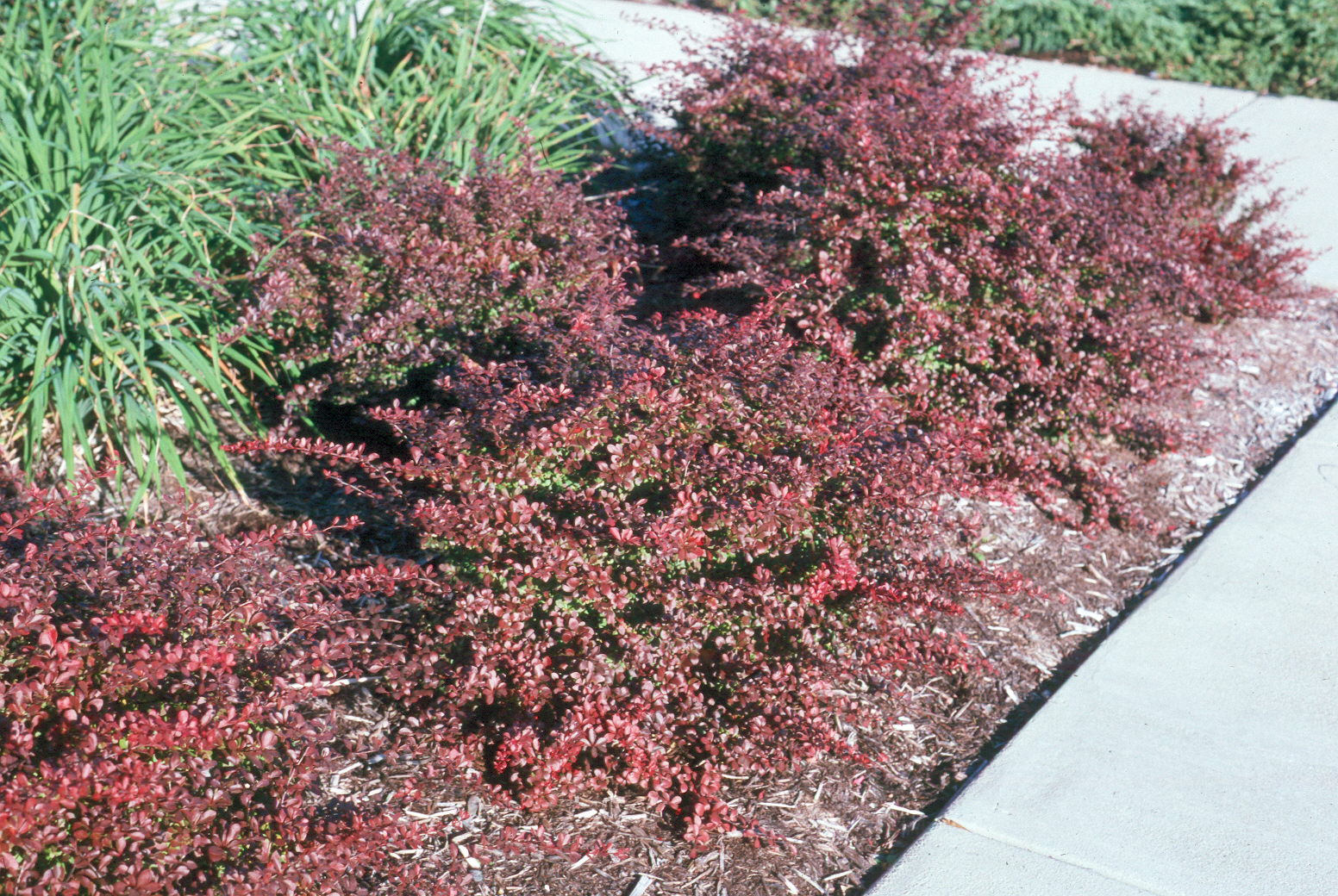 Berberis thunbergii 'Crimson Pygmy'   / Berberis thunbergii 'Crimson Pygmy'  