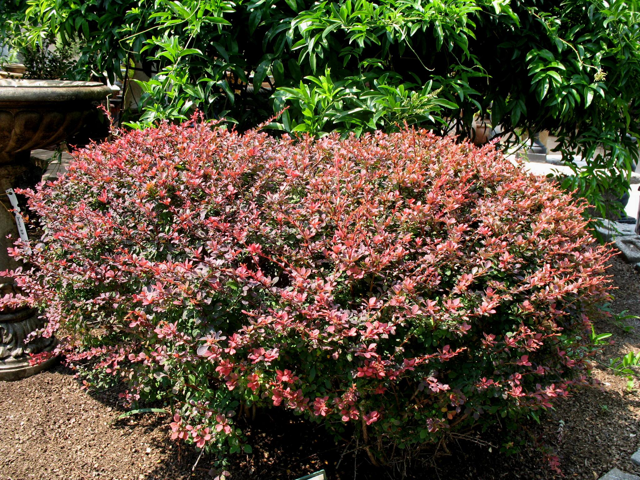 Berberis thunbergii var. atropurpurea ‘Rose Glow’ thunbergii 'Rosy Glow'  / Berberis thunbergii var. atropurpurea ‘Rose Glow’ thunbergii 'Rosy Glow' 