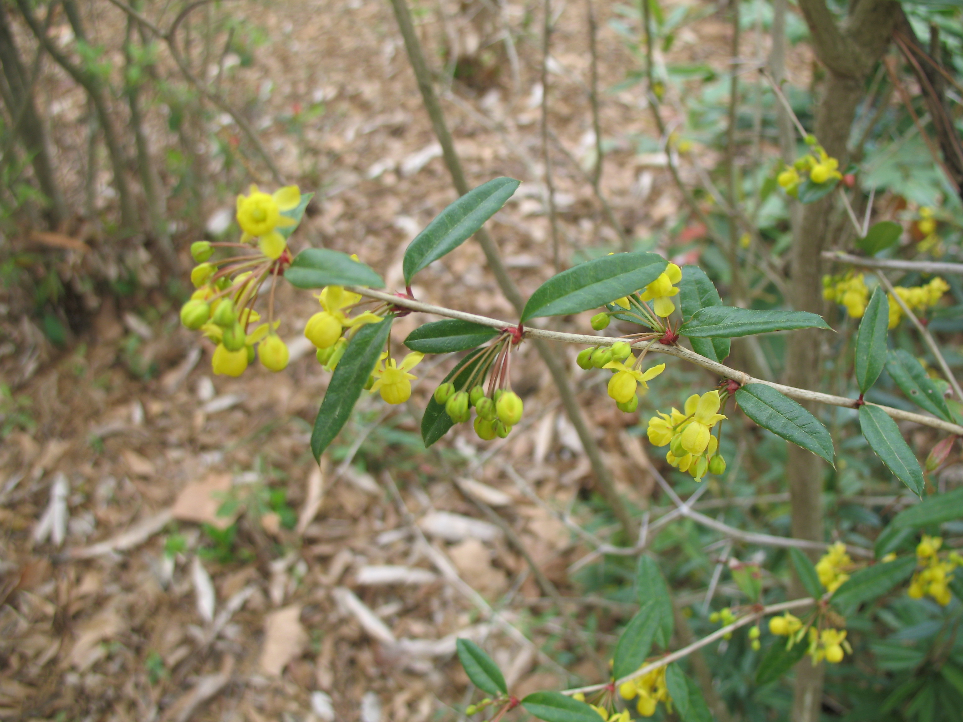 Berberis thunbergii   / Japanese Barberry