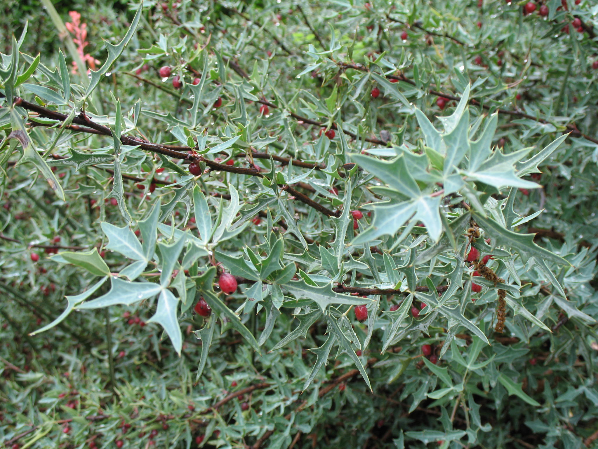 Berberis trifoliata  / Mexican barberry