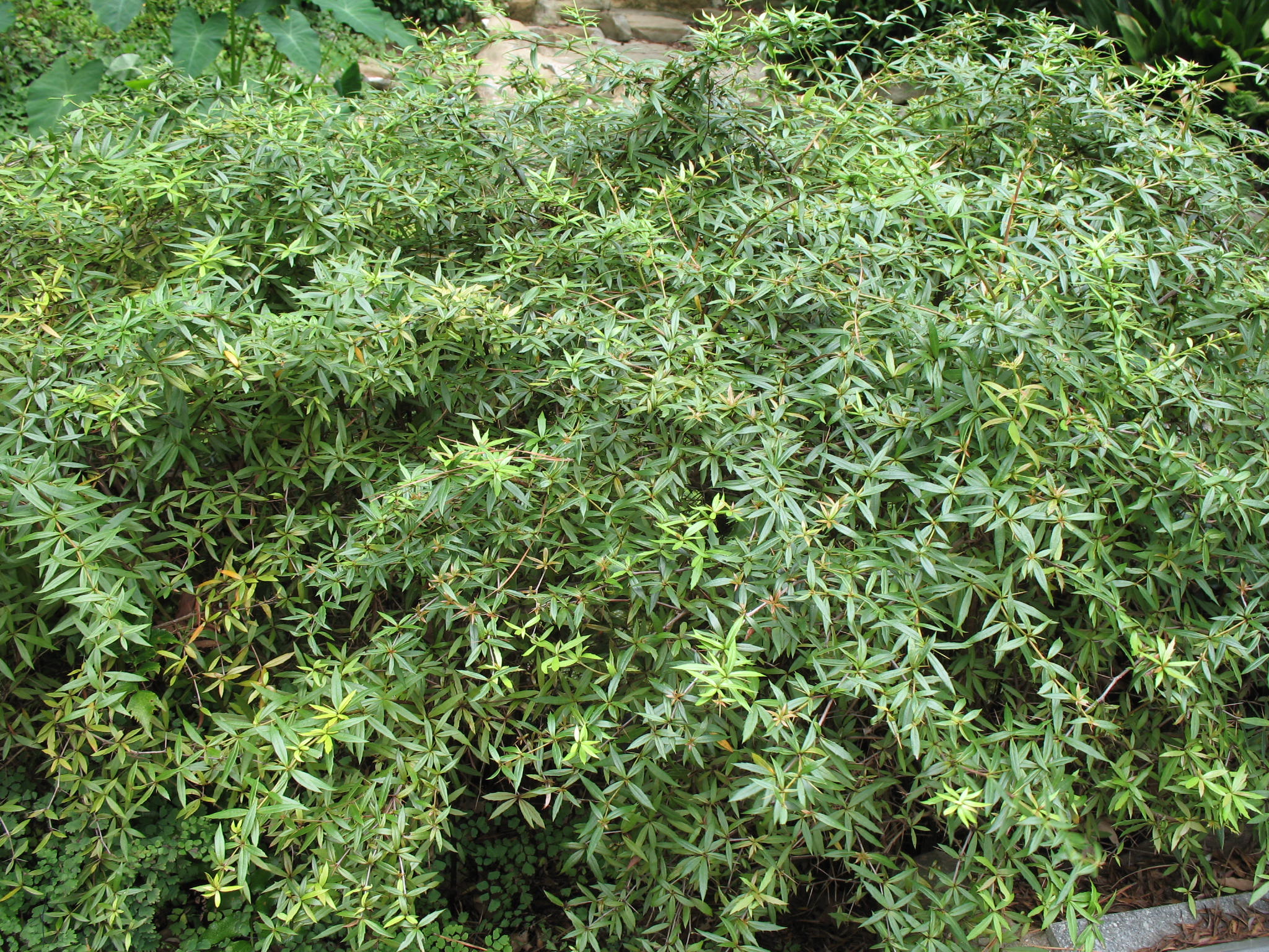 Berberis x chenaultii   / Chenault Barberry