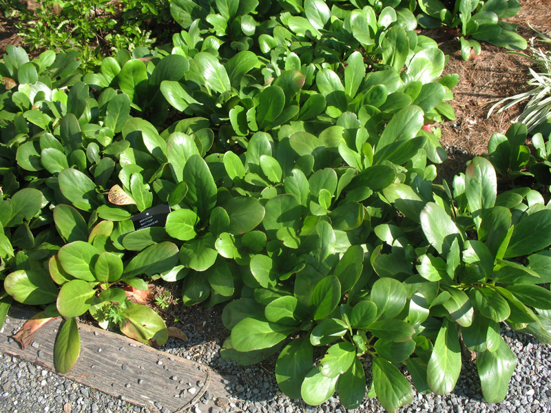 Bergenia 'Britten'  / Bergenia 'Britten' 