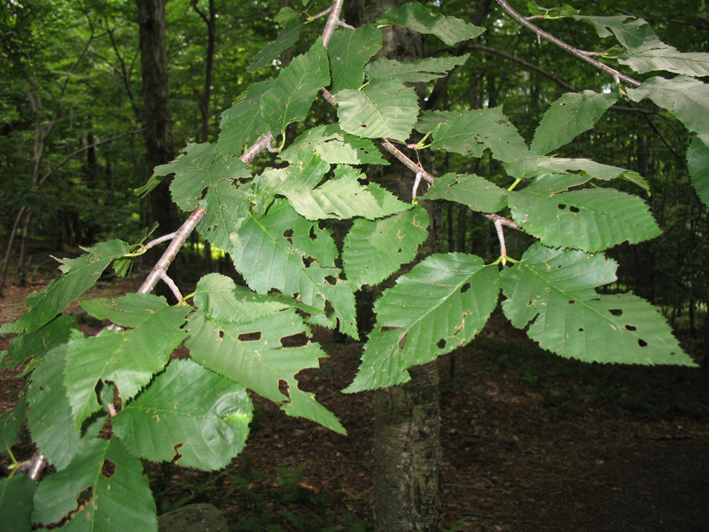 Betula alleghaniensis  / Betula alleghaniensis 