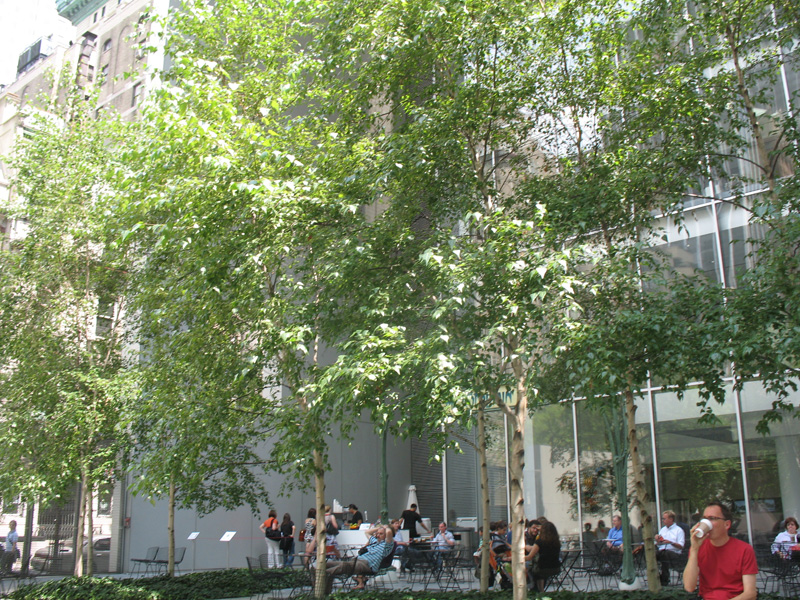 Betula platyphylla var. japonica 'Whitespire'   / Japanese White Birch