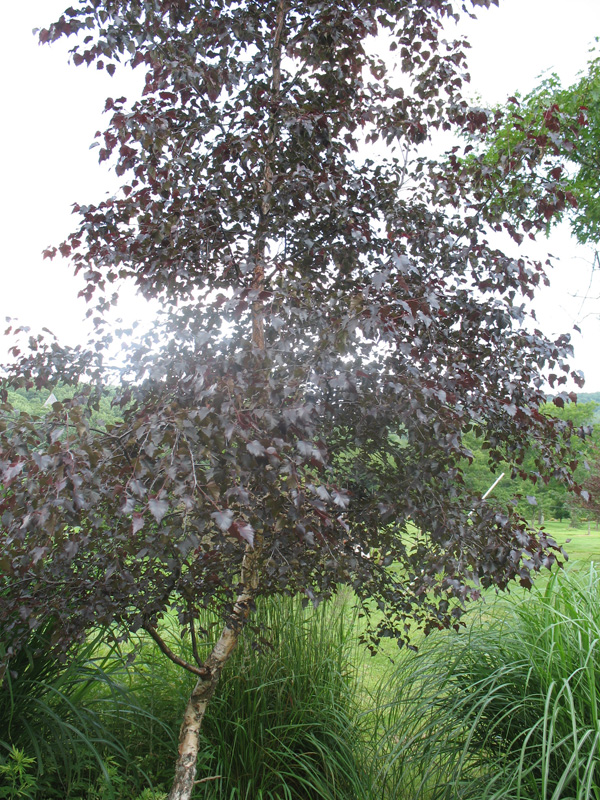 Betula schezwan x purple 'Crimson Frost' / Crimson Frost Birch