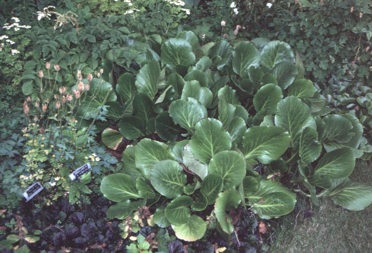 Bergenia cordifolia 'Perfect'   / Perfect Leatheleaf Bergenia