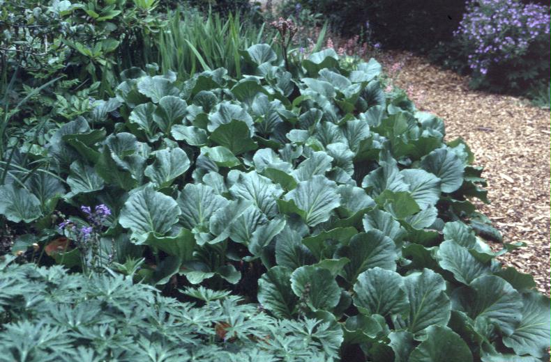 Bergenia cordifolia / Bergenia cordifolia