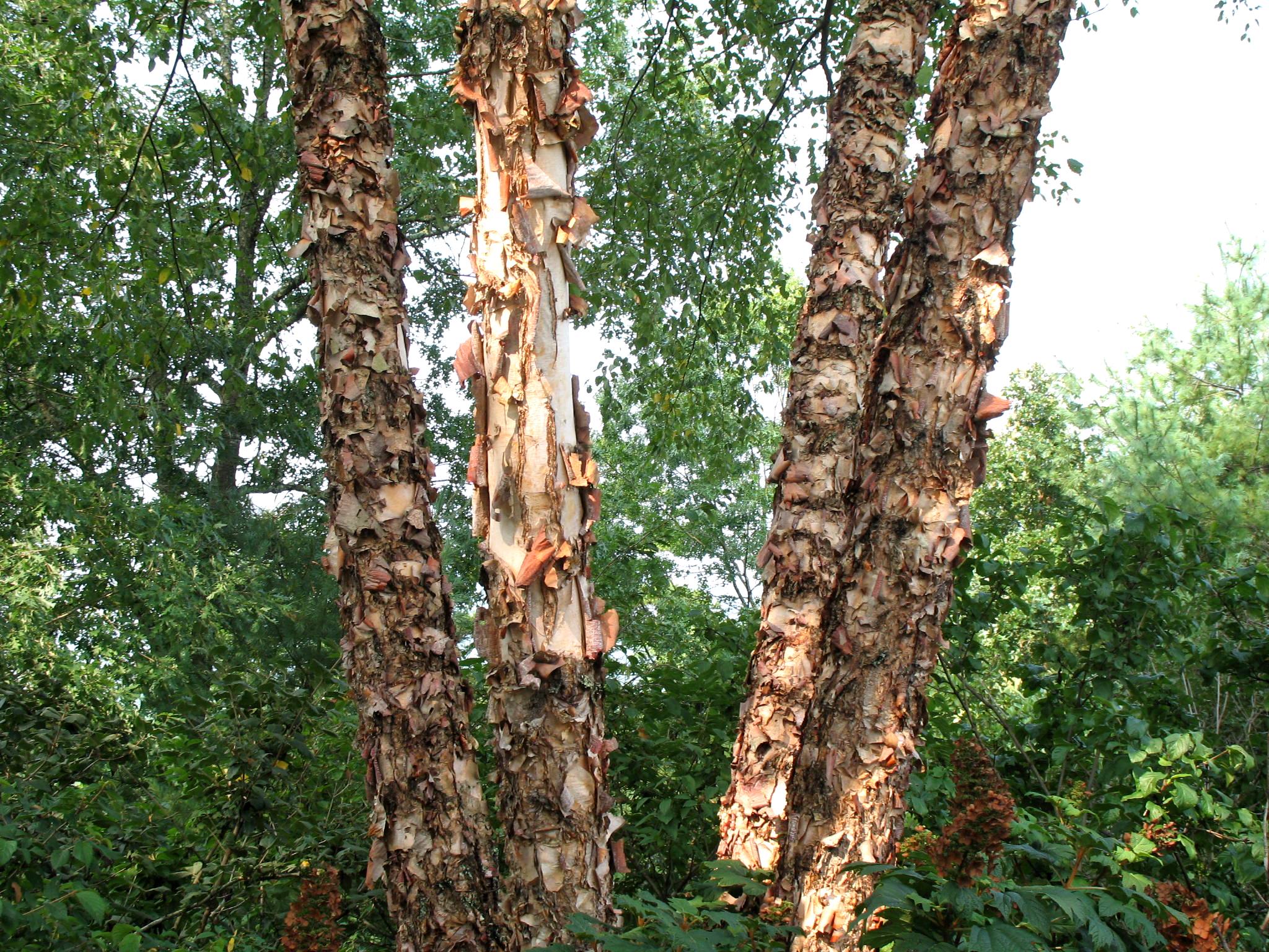 Betula nigra 'Heritage'   / Betula nigra 'Heritage'  