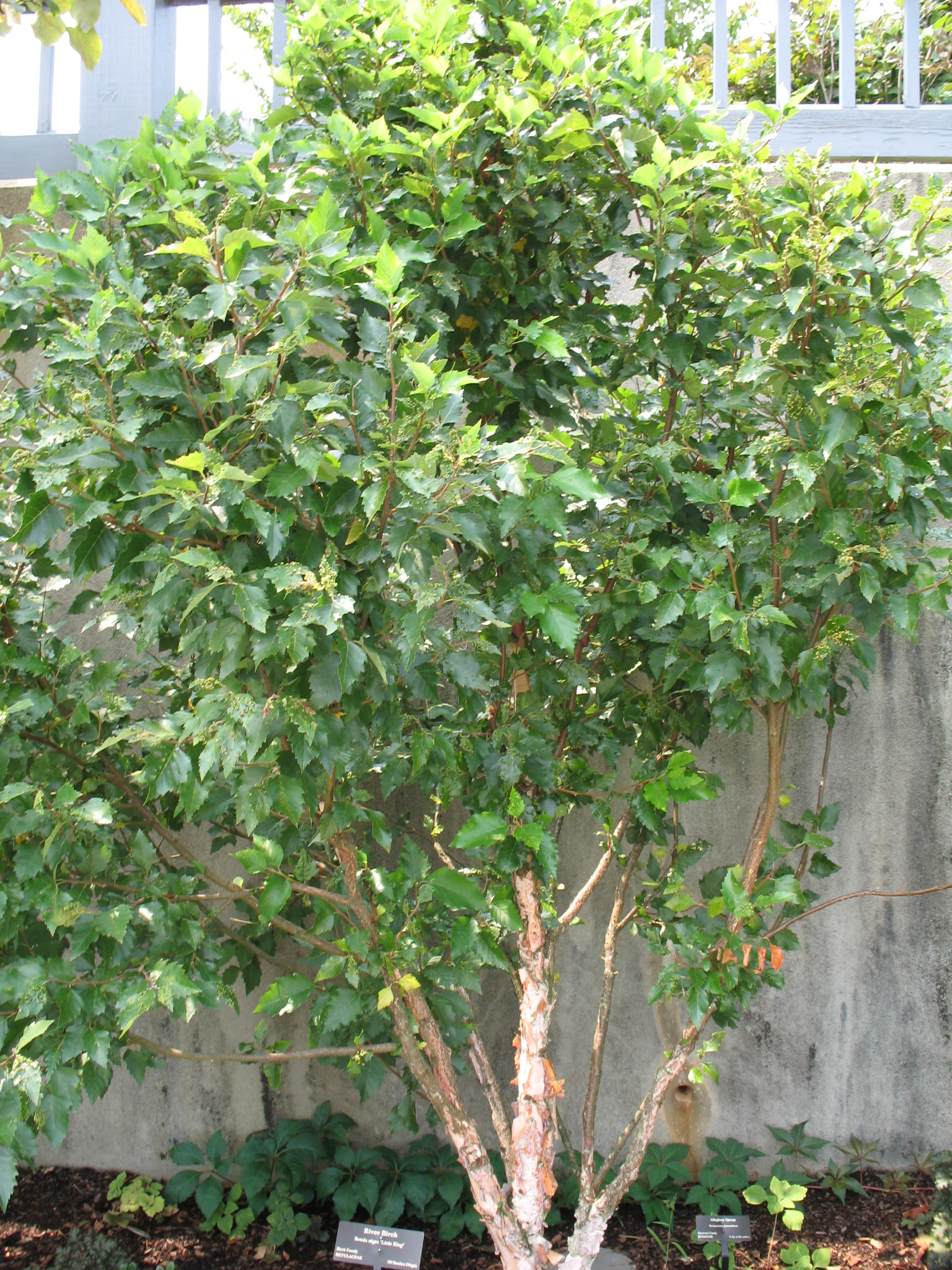 Betula nigra 'Little King'   / Betula nigra 'Little King'  