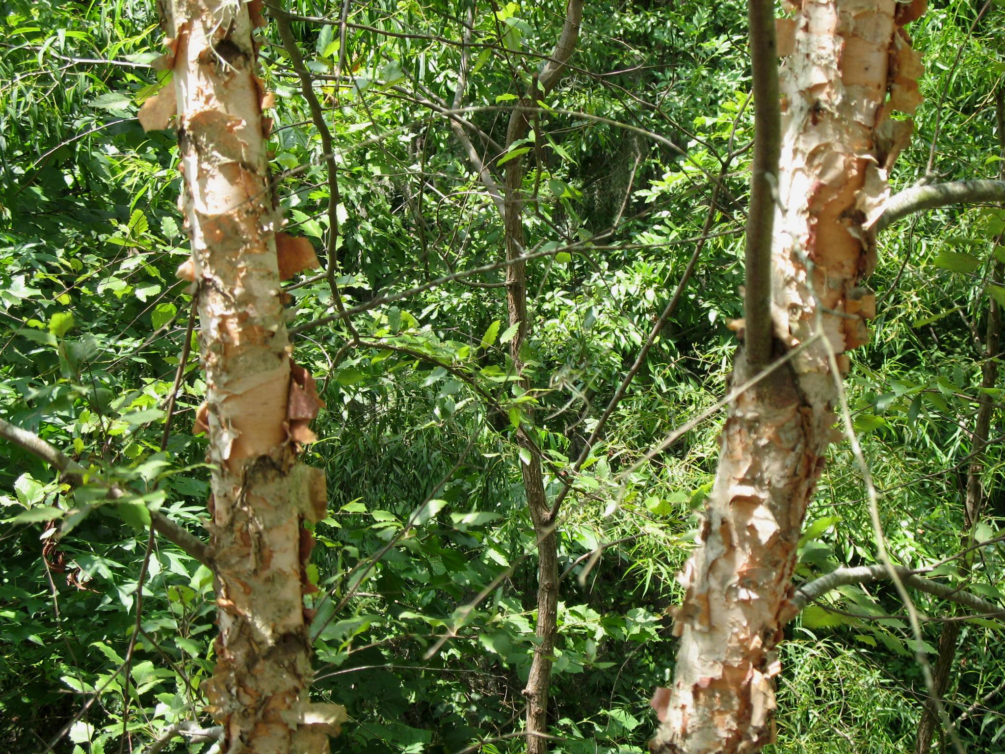 Betula nigra / Betula nigra