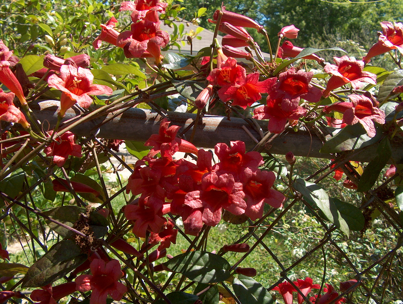 Bignonia capreolata / Bignonia capreolata