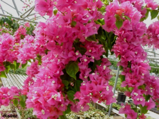 Bougainvillea 'Helen Johnson'   / Helen Johnson Bougainvillea