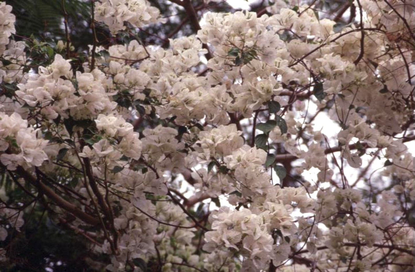 Bougainvillea 'Singapore White'   / Singapore White Bougainvillea