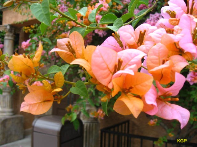 Bougainvillea spectabilis 'Orange King'   / Bougainvillea spectabilis 'Orange King'  