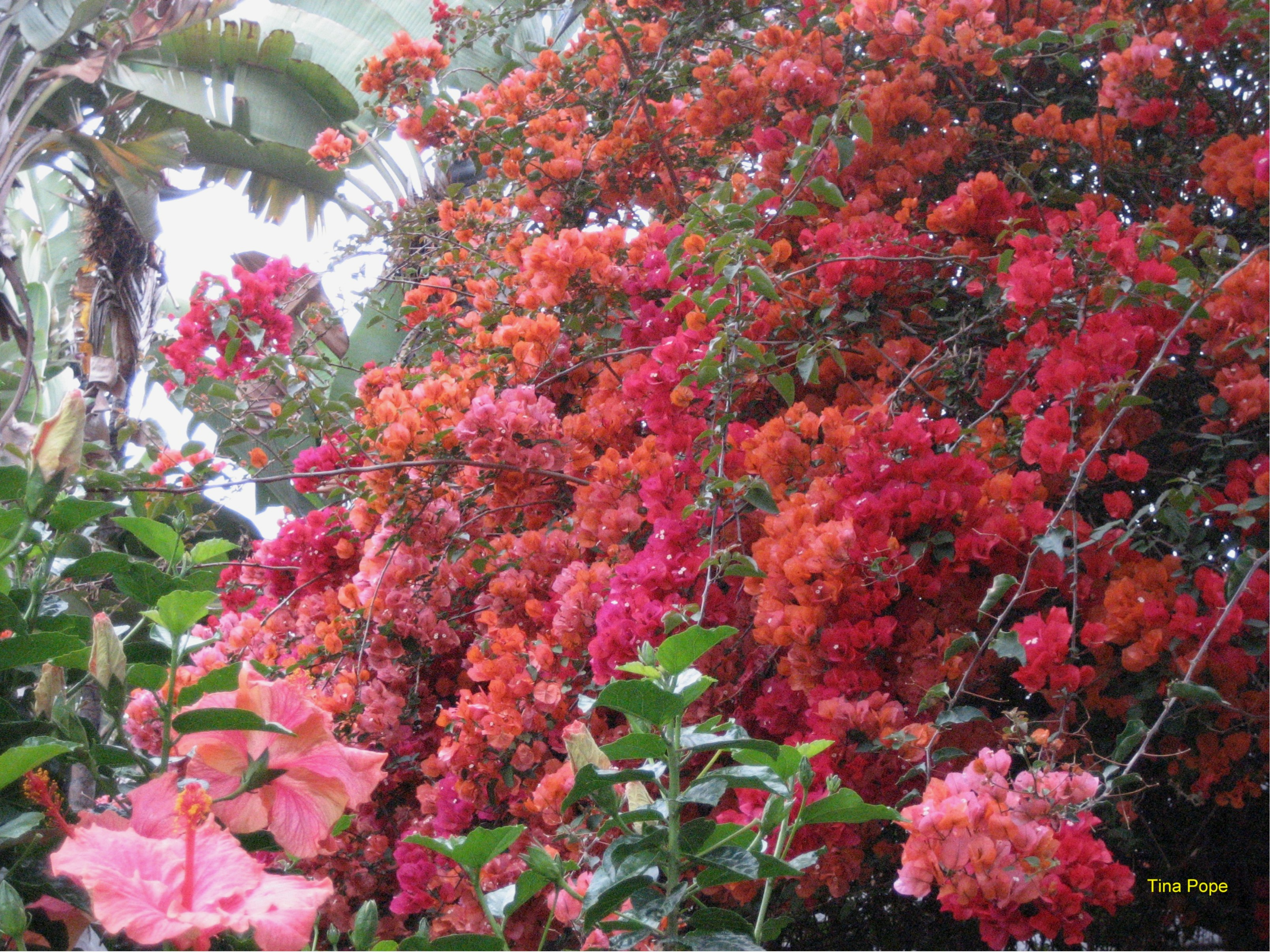 Bougainvillea spectabilis / Bougainvillea spectabilis