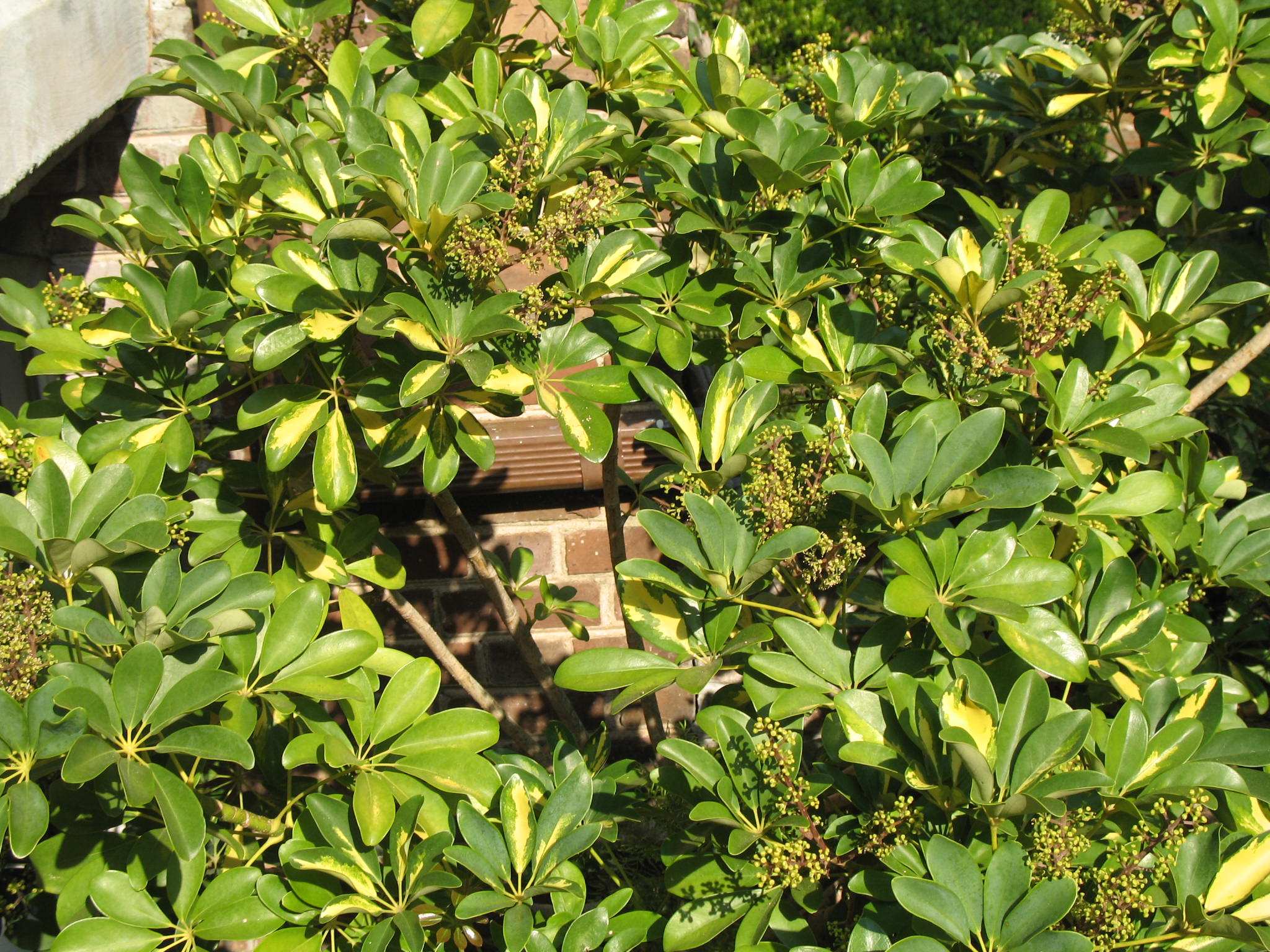 Brassaia arboricola 'Variegata'   / Variegated Dwarf Schefflera