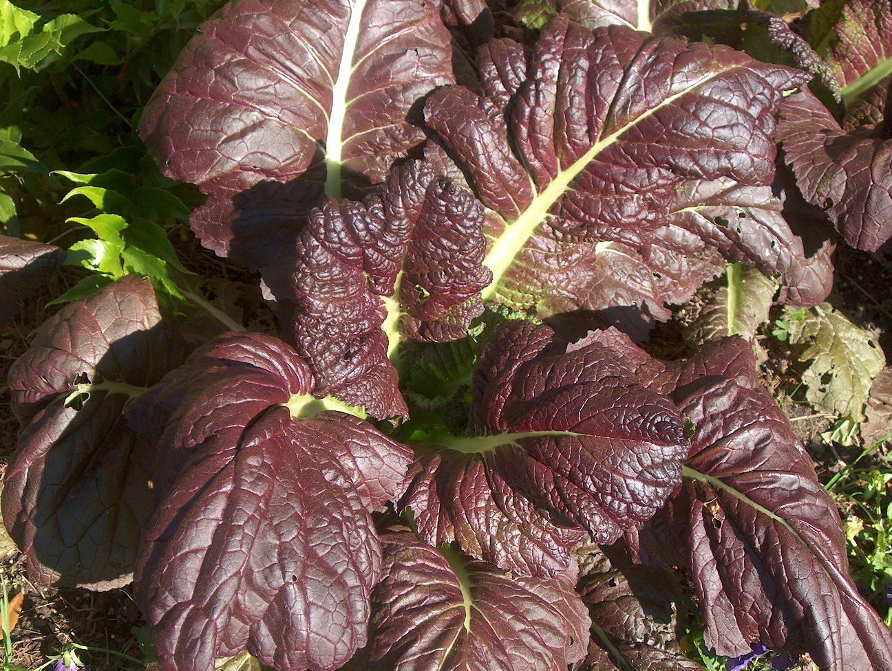 Brassica juncea rugosa / Red Mustard