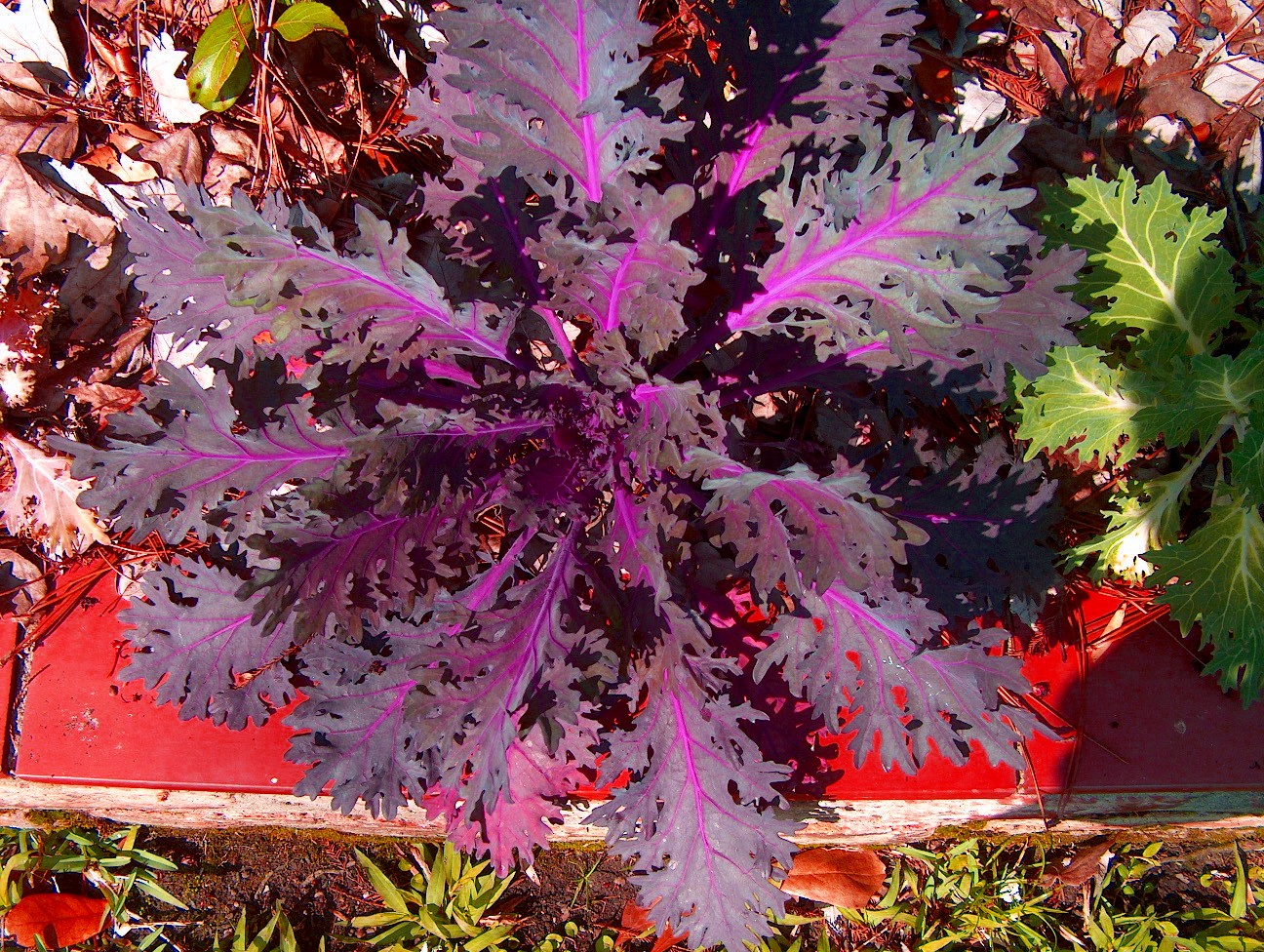 Brassica oleracea 'Red Peacock'   / Red Peacock Kale