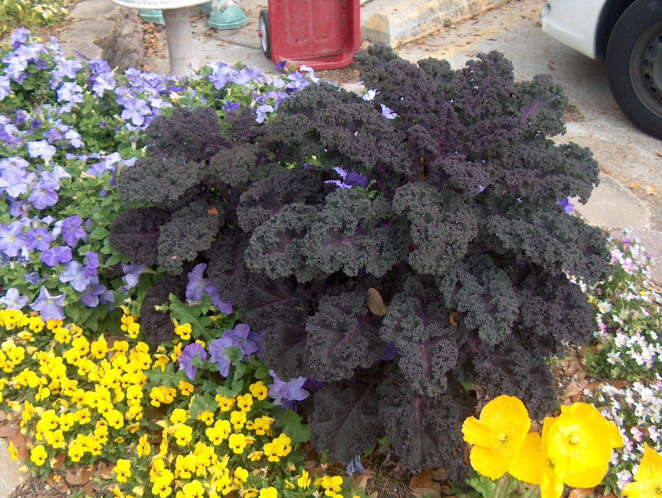 Brassica oleracea 'Bor Series' / Kale Cultivars