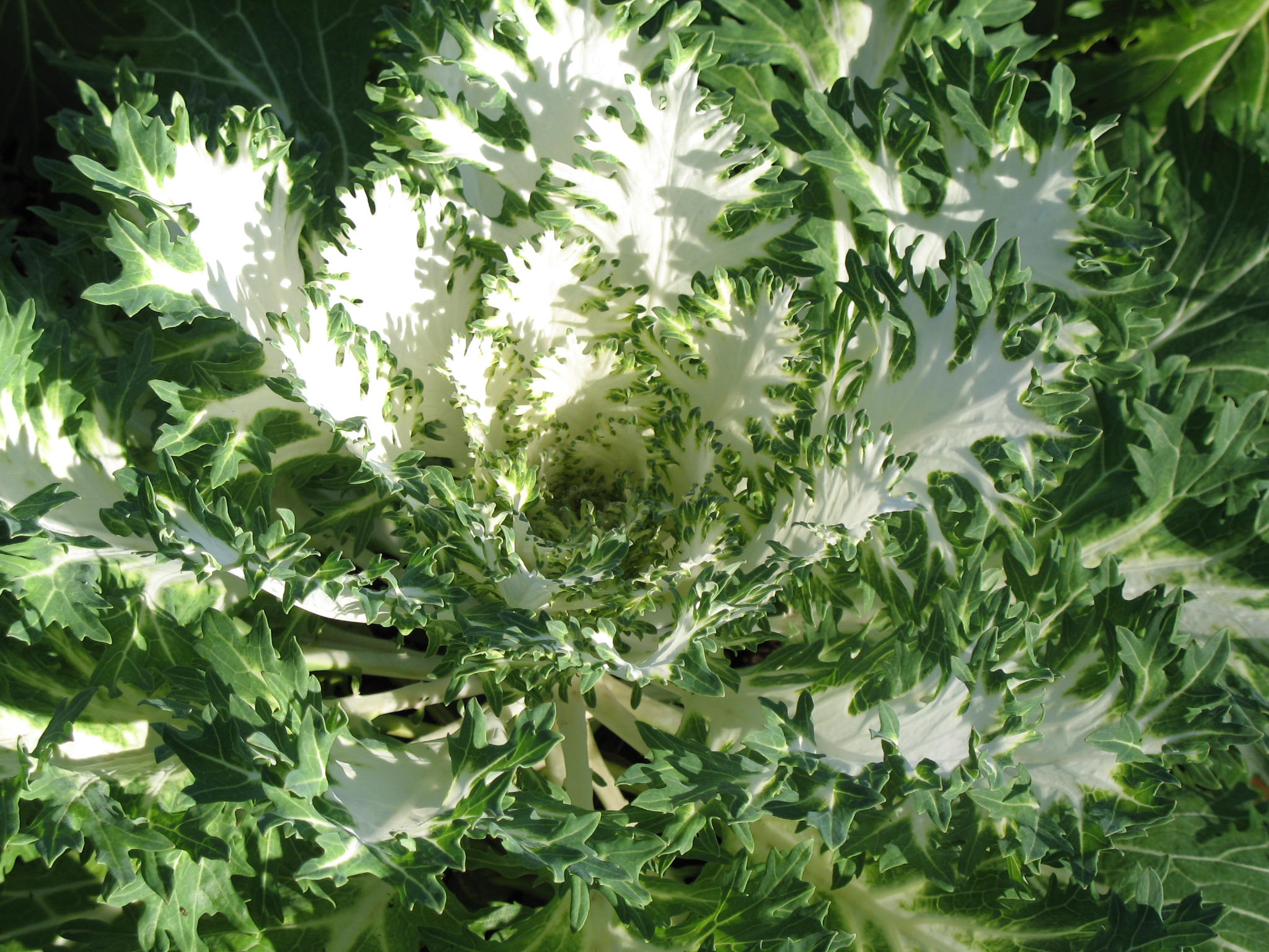 Brassica oleracea 'White Peacock'   / White Peacock Kale