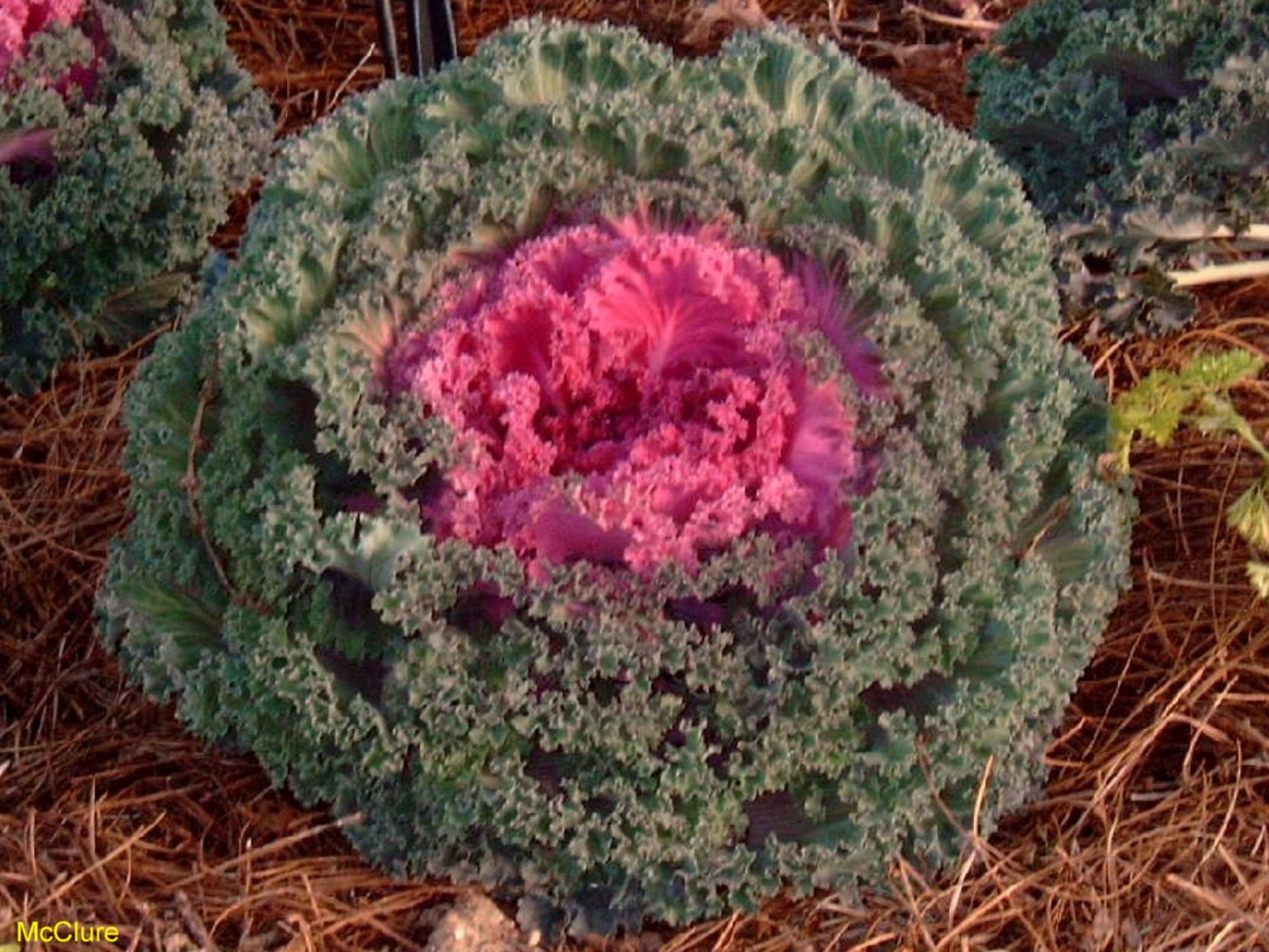 Brassica oleracea / Flowering Kale