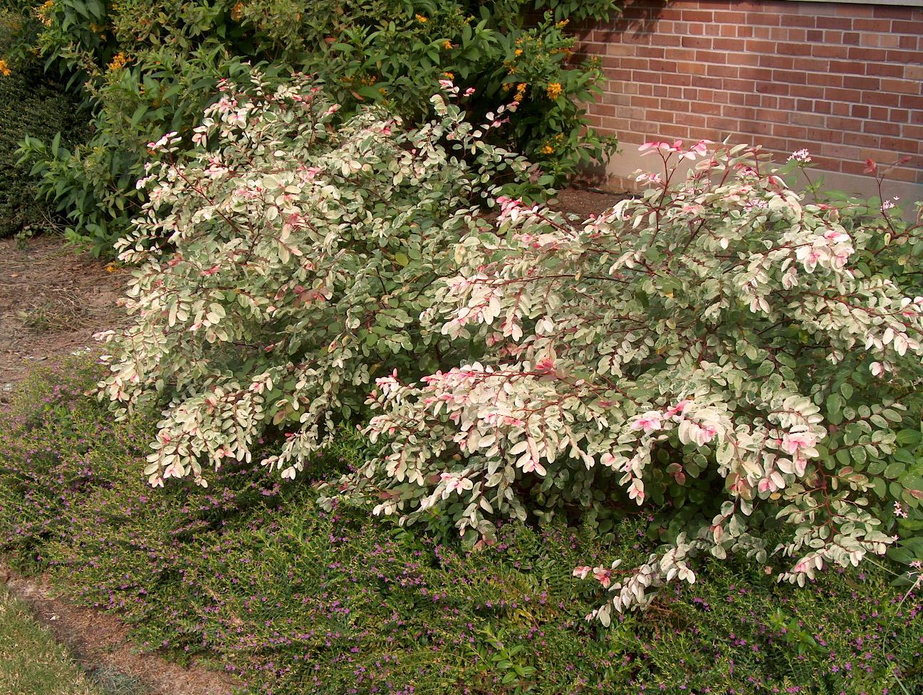 Breynia nivosa / Hawaiian Snow Bush