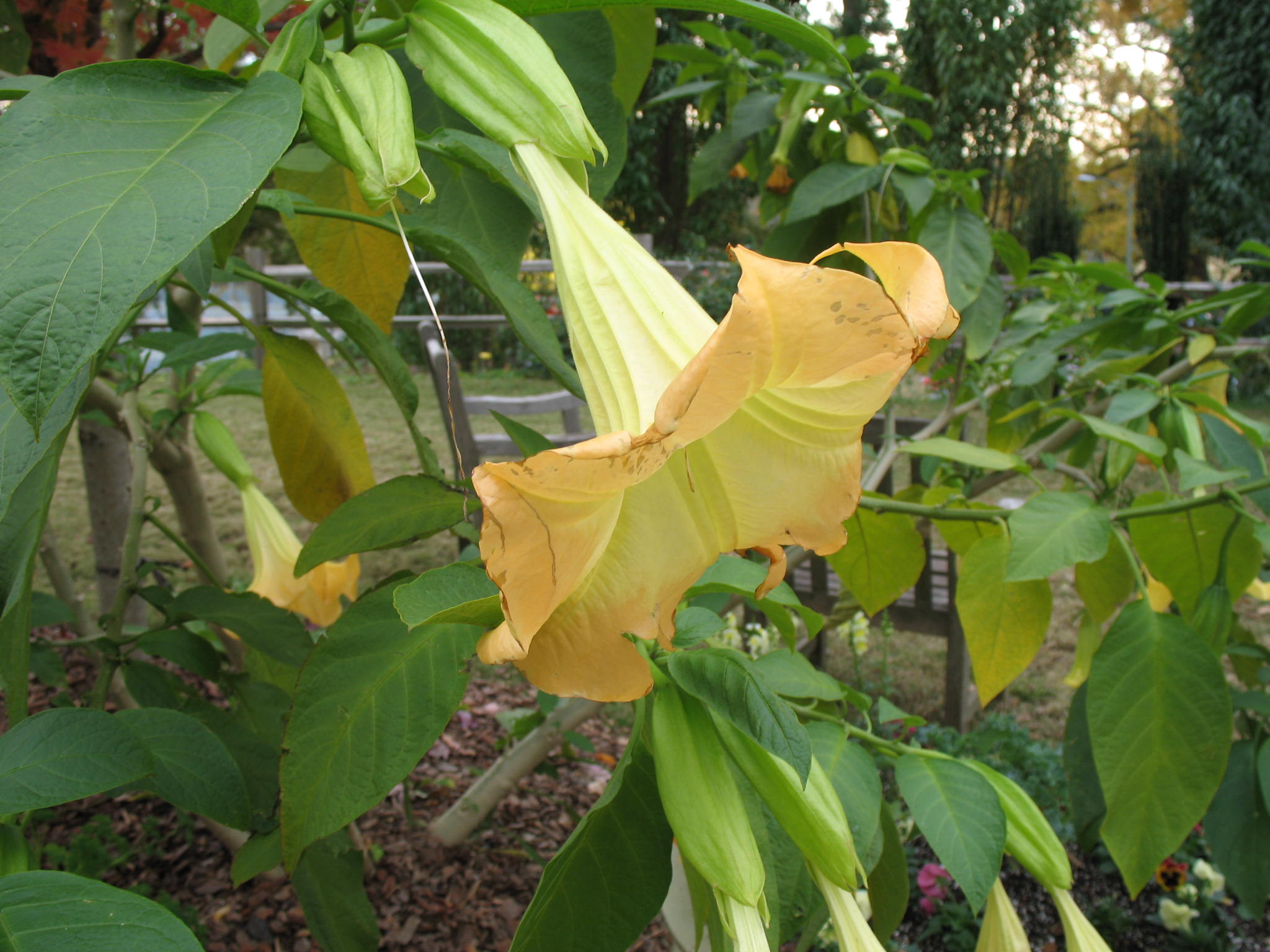 Brugmansia  aurea 'Charles Grimaldi' / Angel's Trumpet