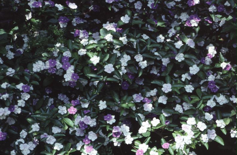 Brunfelsia pauciflora / Brunfelsia pauciflora