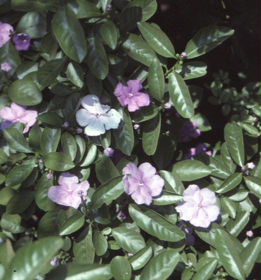 Brunfelsia australis   / Yesterday, Today, Tomorrow