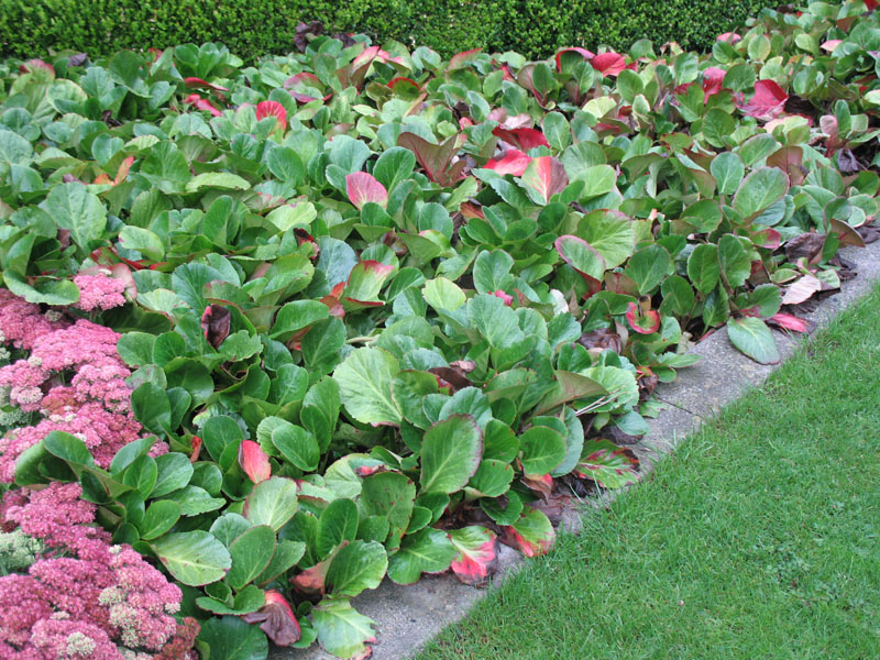 Bergenia cordifolia / Bergenia, Pigsqueak