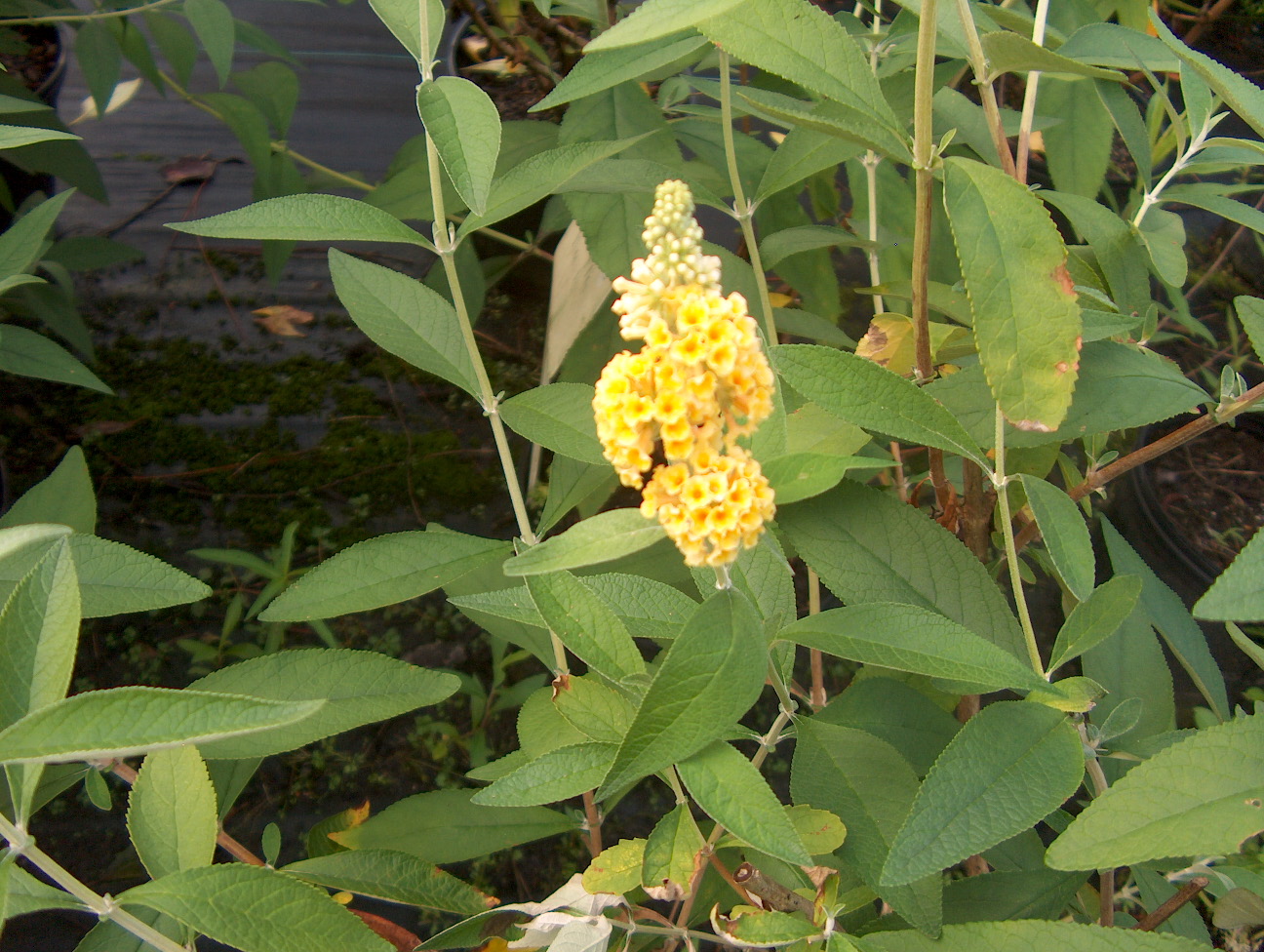 Buddleia 'Honeycomb' / Honeycomb Butterfly Bush